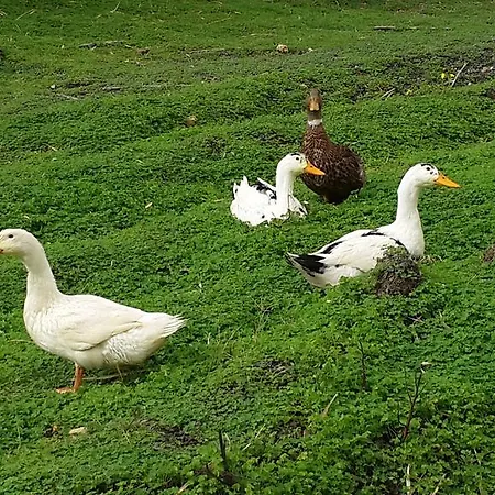 Pensjonat Lipsos Yeniliman