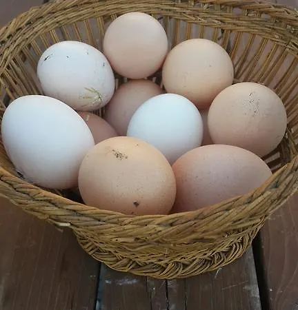 Konukevi Lipsos Ata'nın Yeri