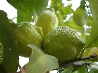 Konukevi Lipsos Ata'nın Yeri Yeniliman