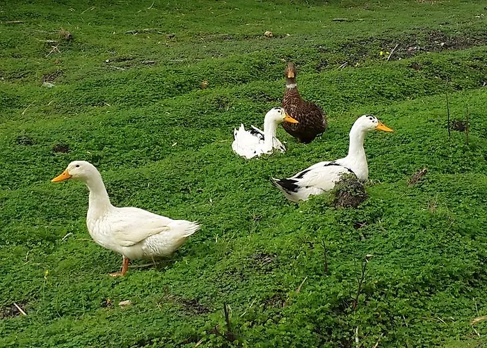 Penzion Lipsos Yeniliman